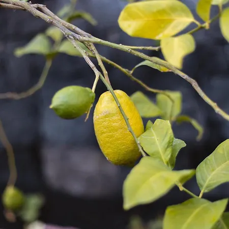 Casa Melian فيلة